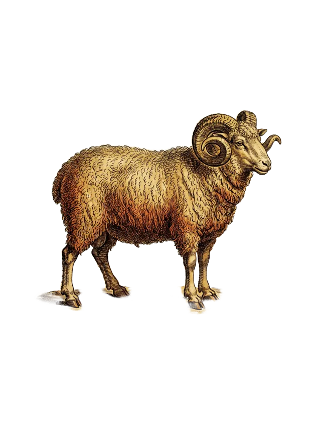 Aries: a ram in profile with heavy spiral horns, warm rust-red fleece, as a hand-tinted copperplate engraving