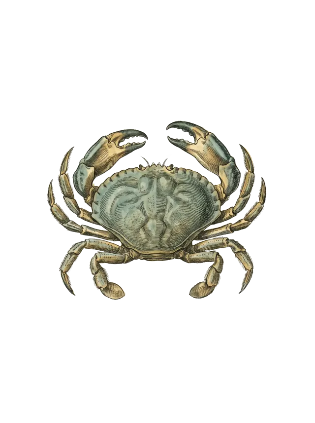 Cancer: a crab with raised claws, muted sea-green shell, as a hand-tinted copperplate engraving