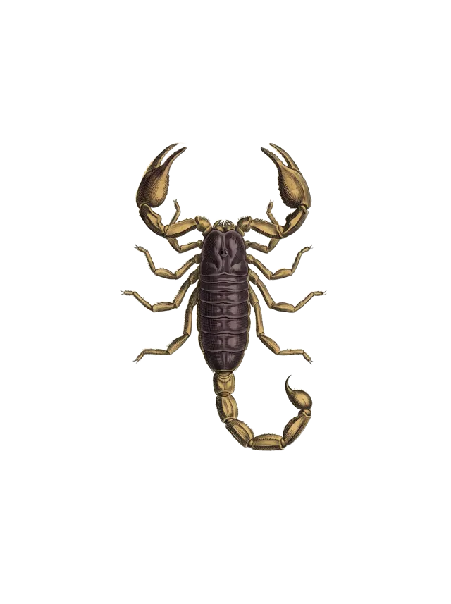 Scorpio: a scorpion with its tail curled over its back, dark plum carapace, as a hand-tinted copperplate engraving