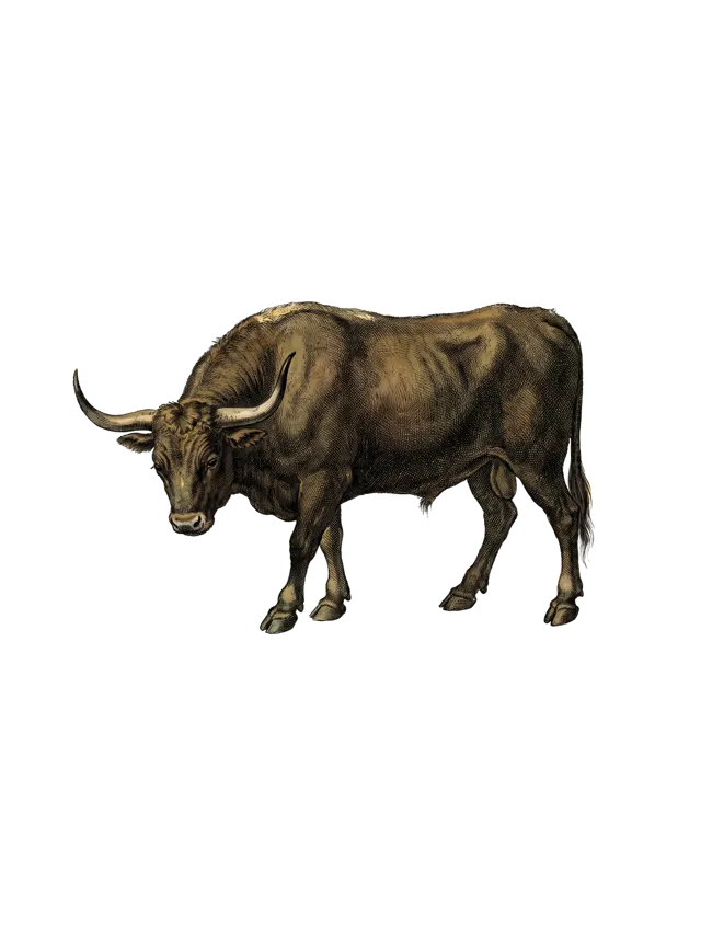 Taurus: a bull in profile with broad curved horns, deep umber hide, as a hand-tinted copperplate engraving
